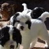 Chiot Landseer Faun et Combo z laderova